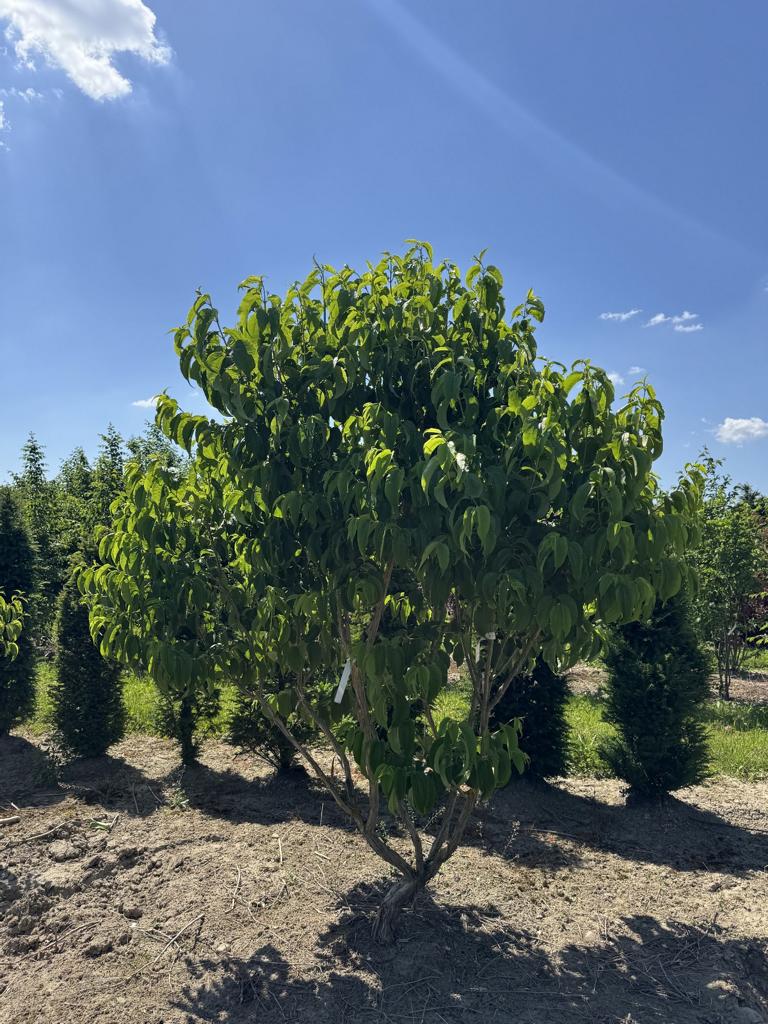 Heptacodium miconioides