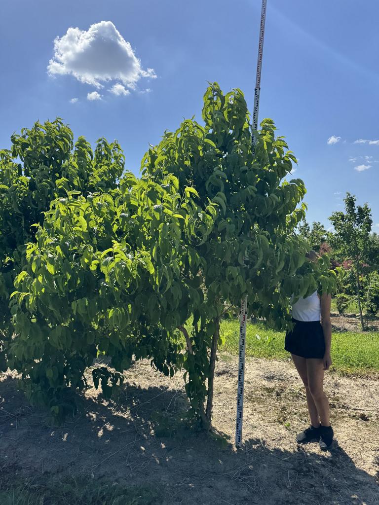 Heptacodium miconioides