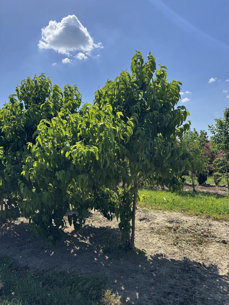 Heptacodium miconioides