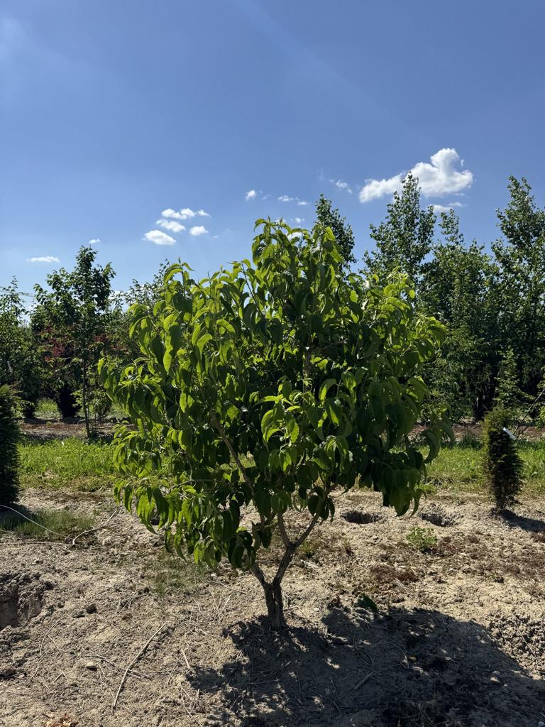 Heptacodium miconioides
