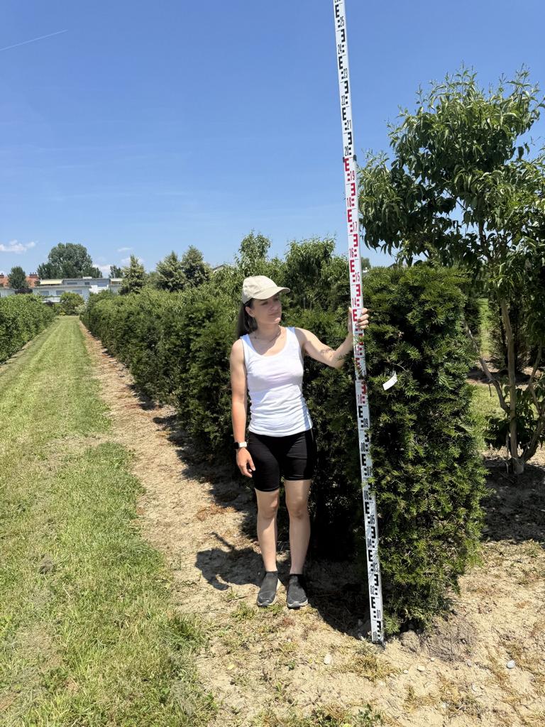 Taxus baccata