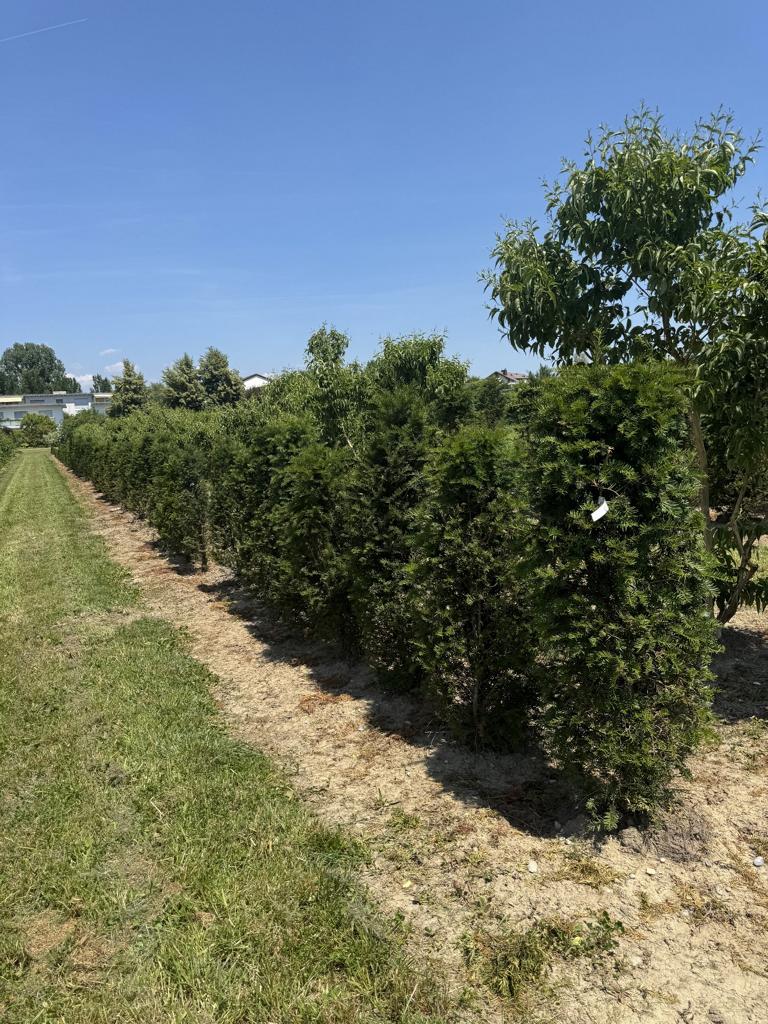 Taxus baccata
