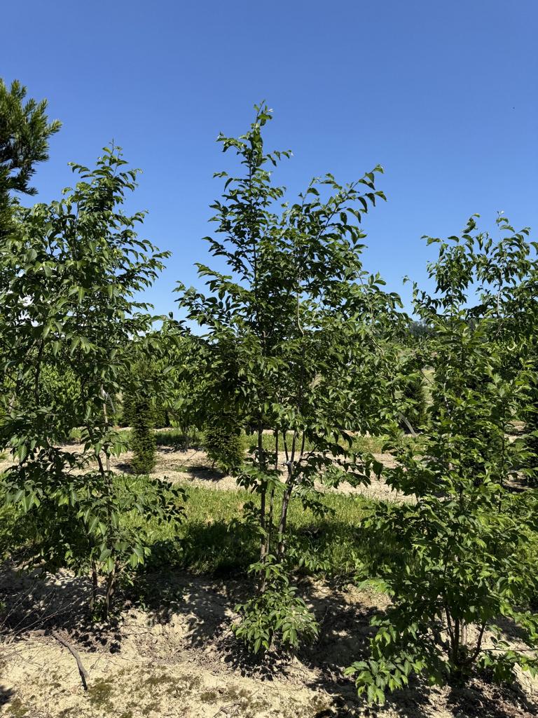 Ostrya carpinifolia
