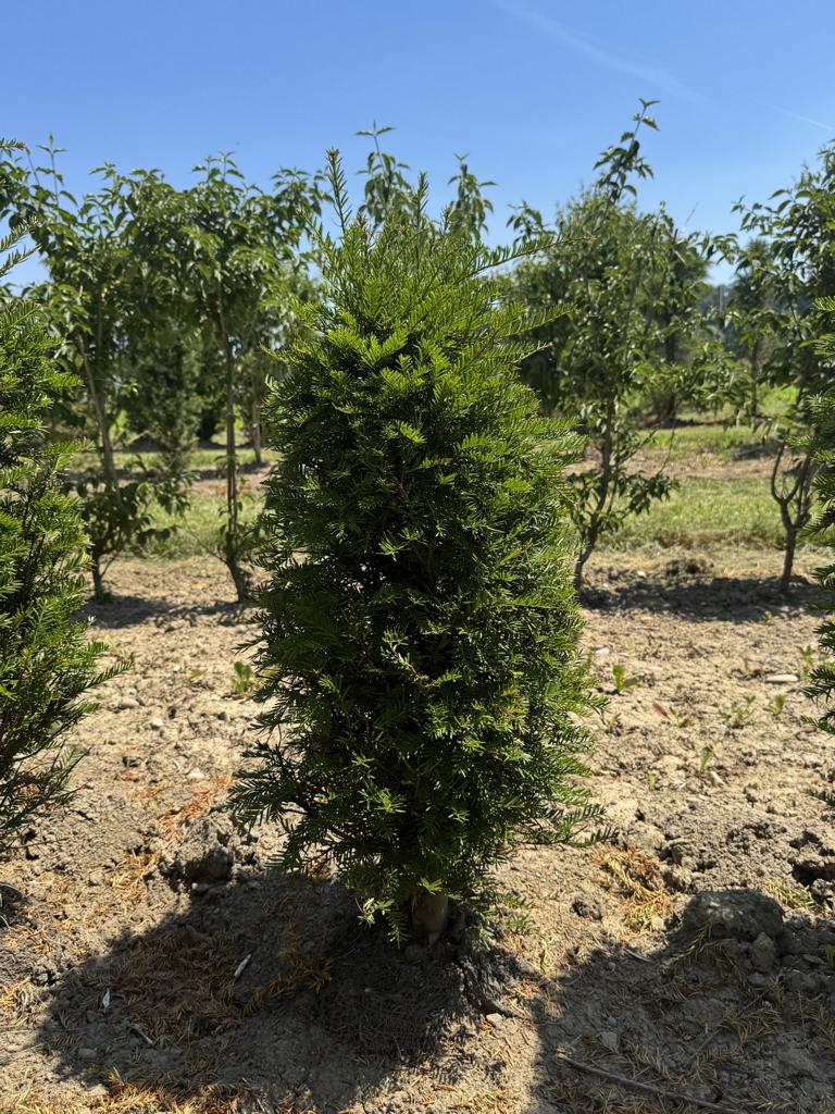 Taxus baccata