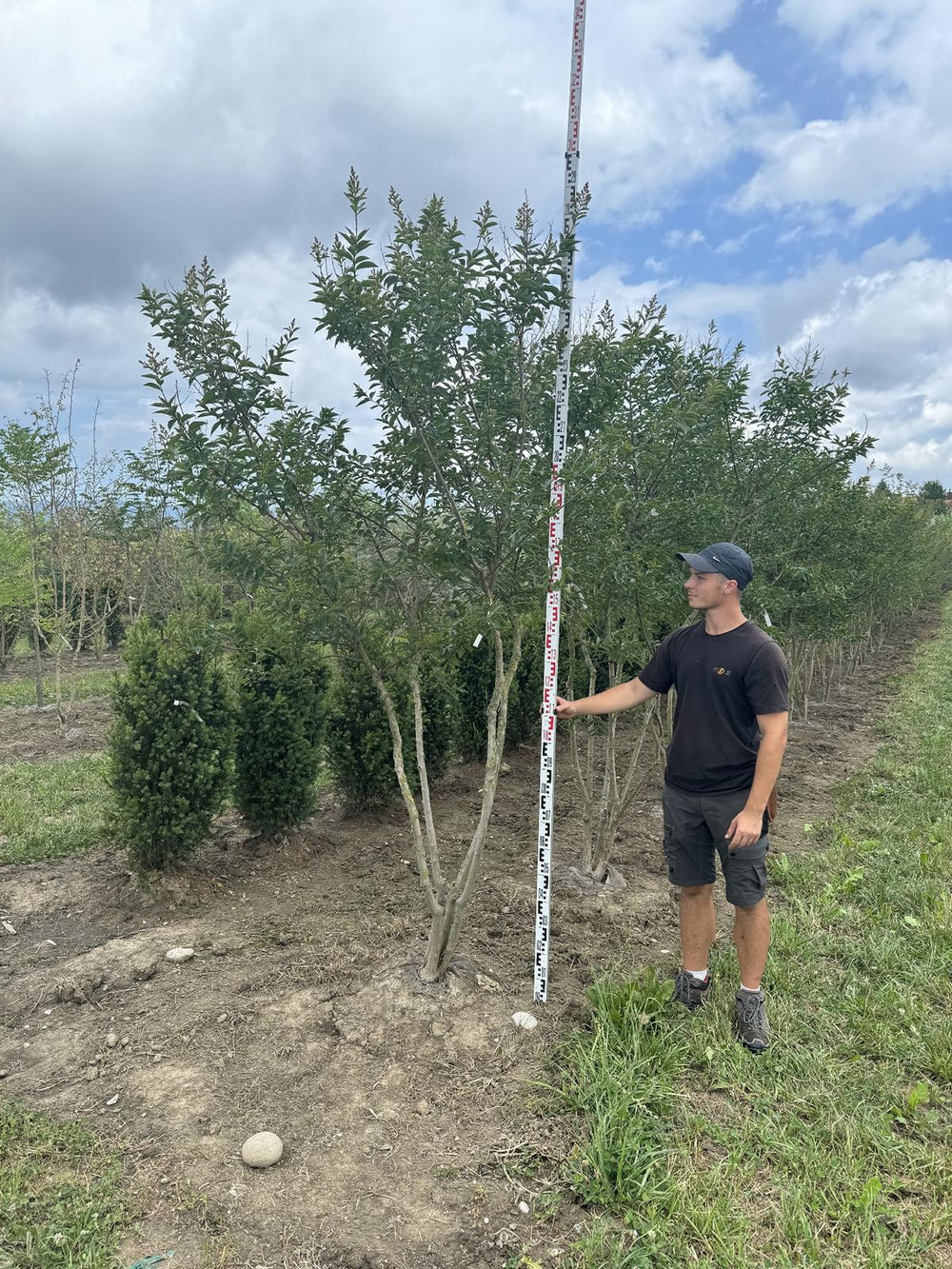 Lagerstroemia 'Natchez'