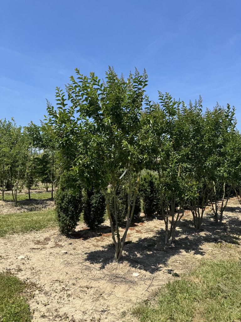 Lagerstroemia 'Natchez'