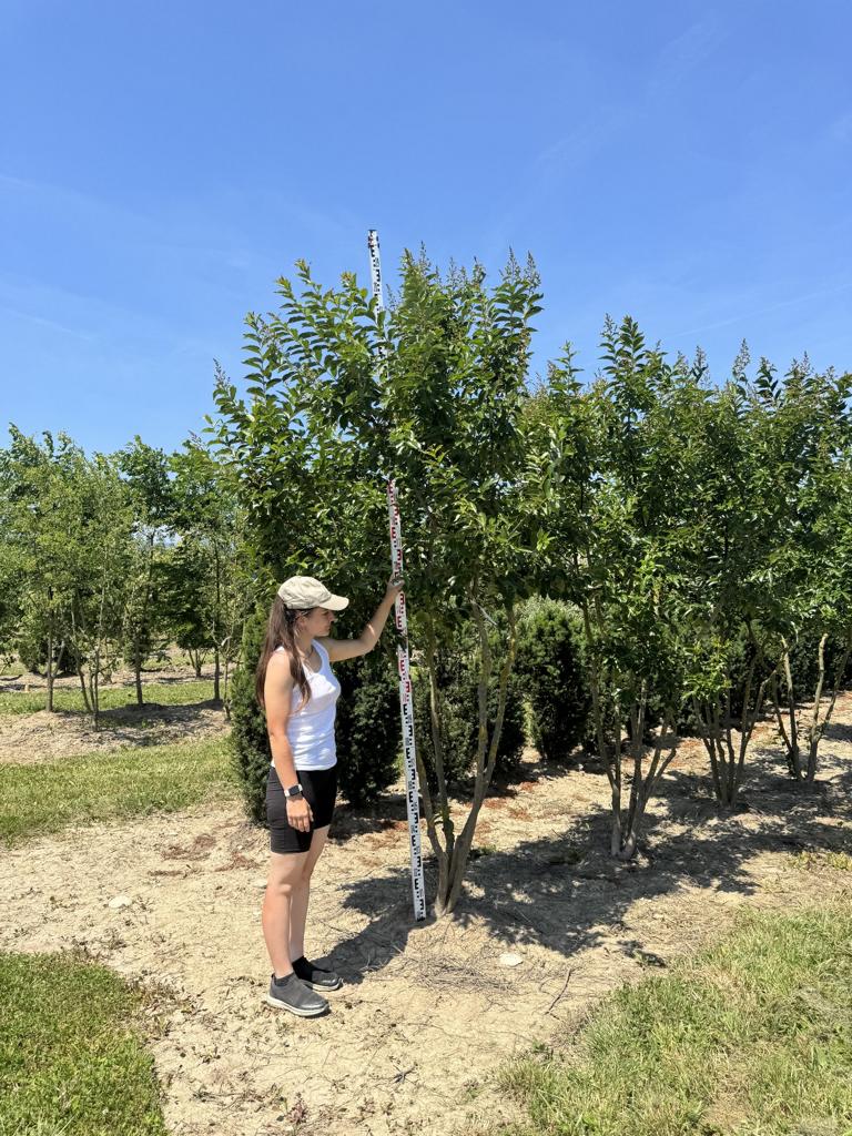 Lagerstroemia 'Natchez'