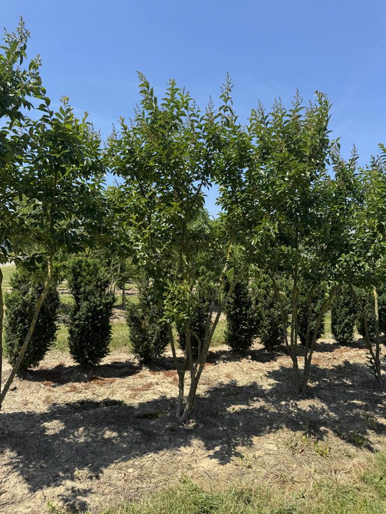 Lagerstroemia 'Natchez'