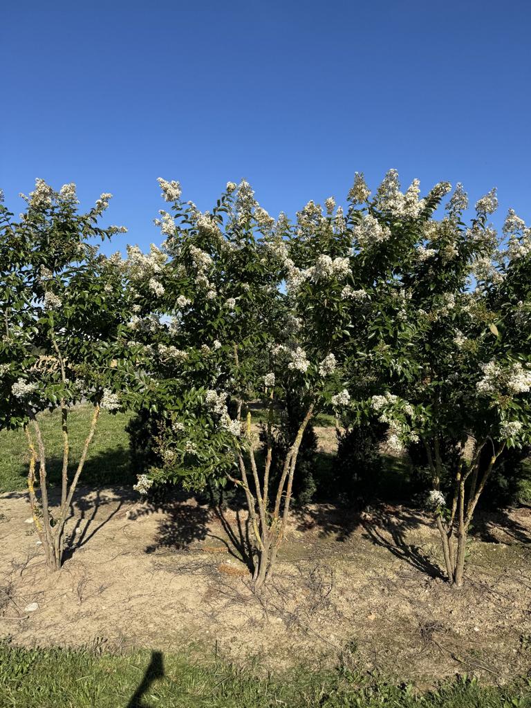 Lagerstroemia 'Natchez'