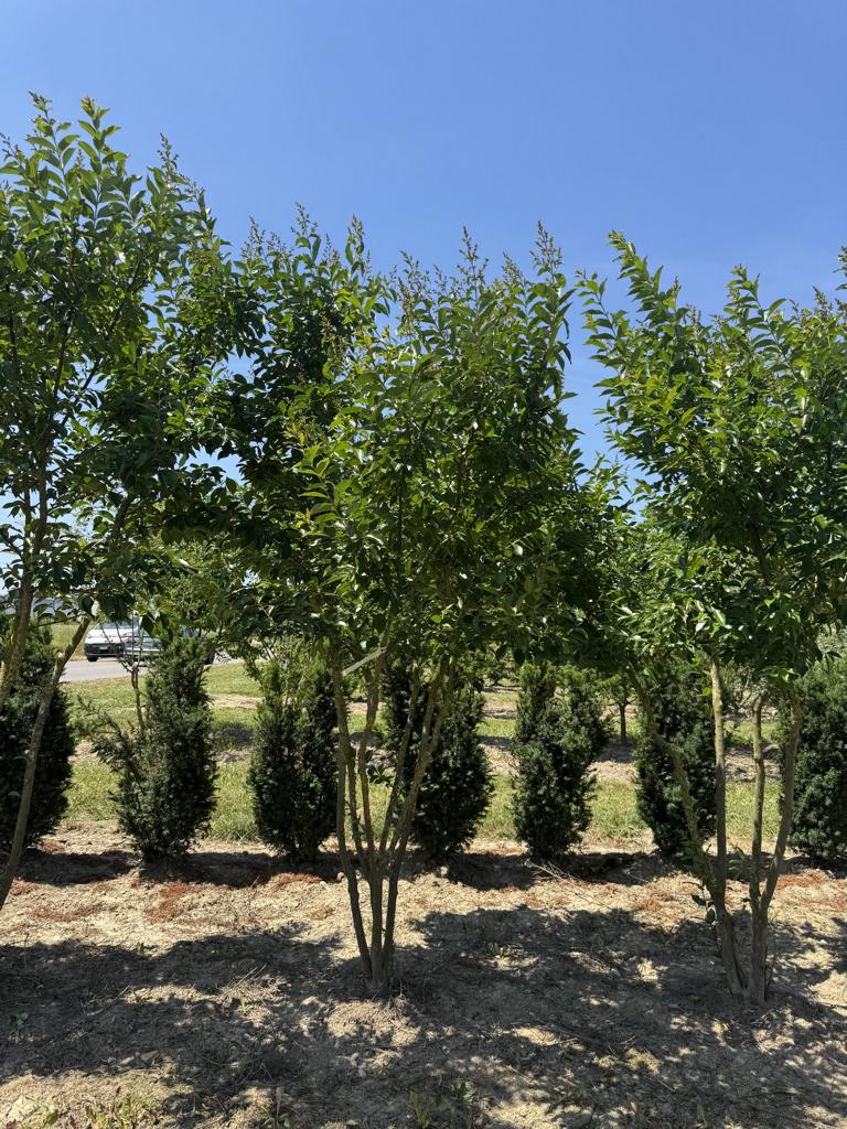 Lagerstroemia 'Natchez'