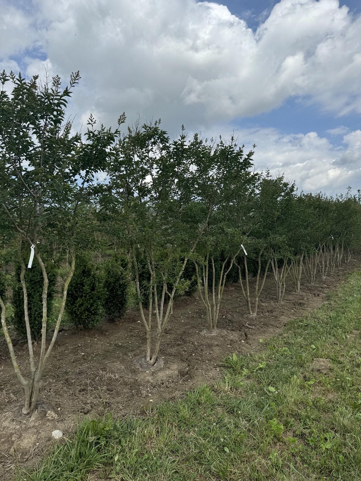 Lagerstroemia 'Natchez'