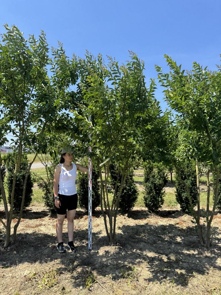 Lagerstroemia 'Natchez'
