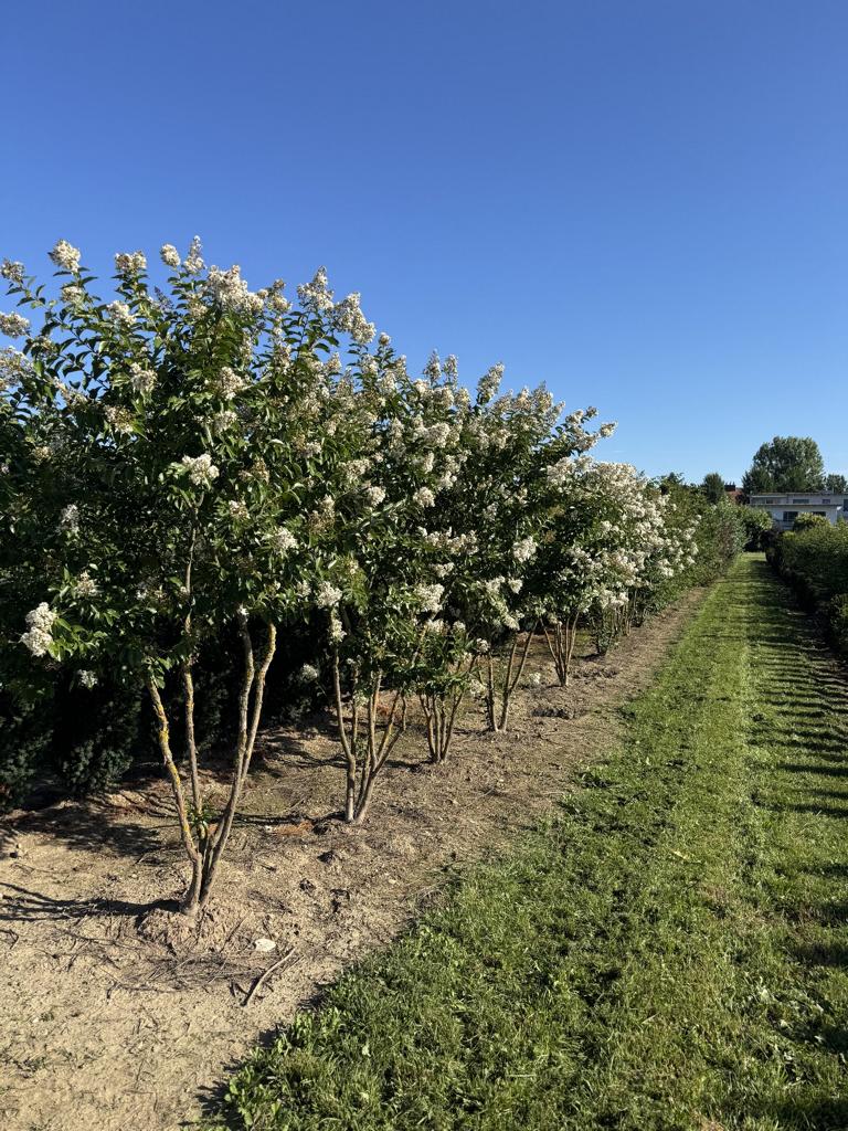 Lagerstroemia 'Natchez'