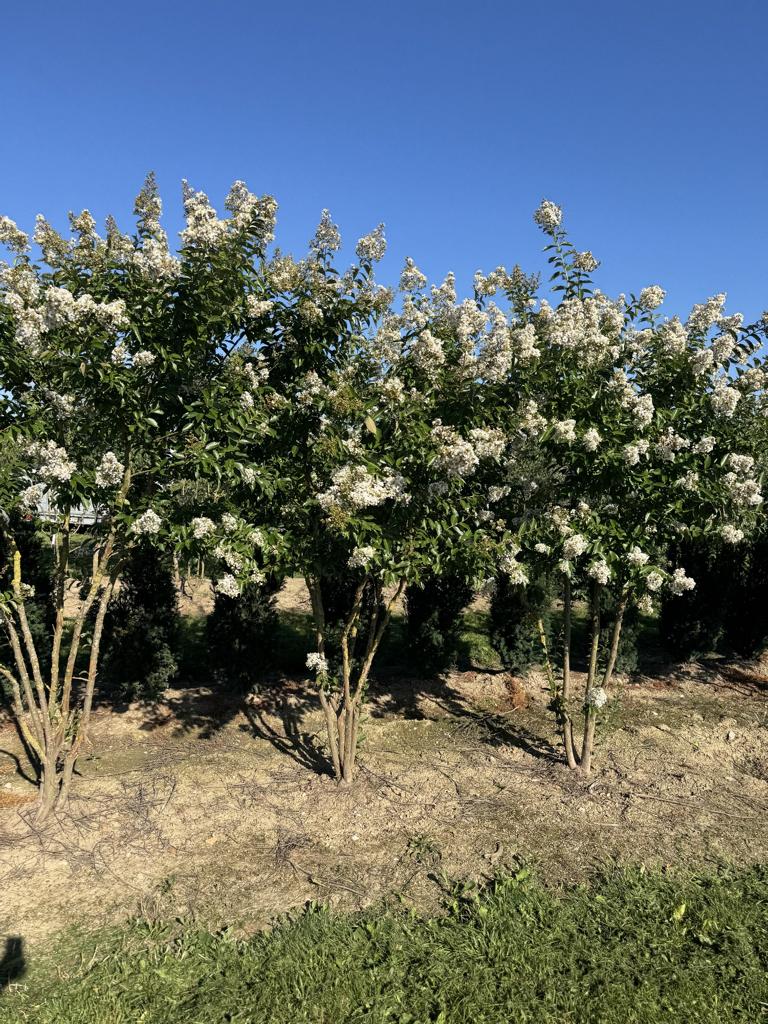 Lagerstroemia 'Natchez'