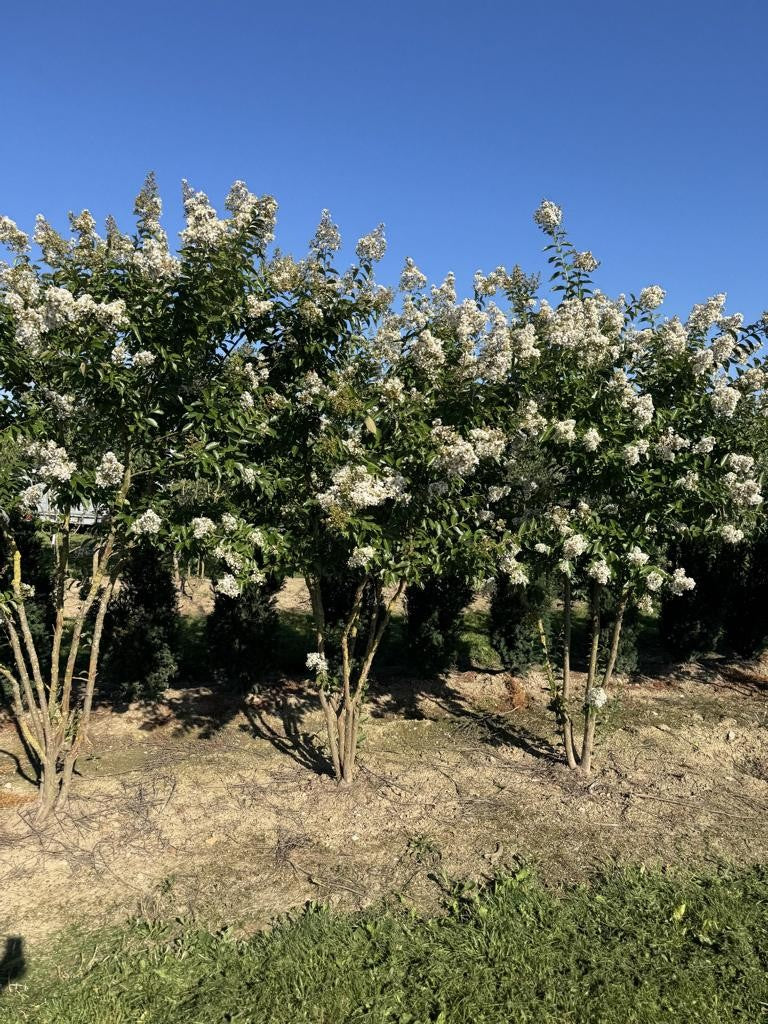 Lagerstroemia 'Natchez'