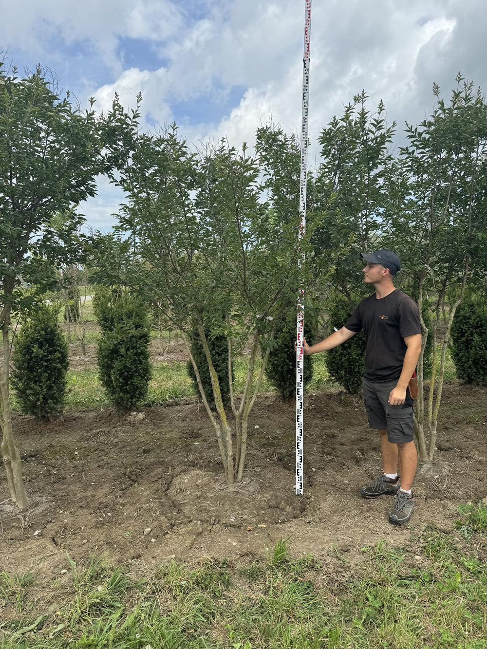 Lagerstroemia 'Natchez'