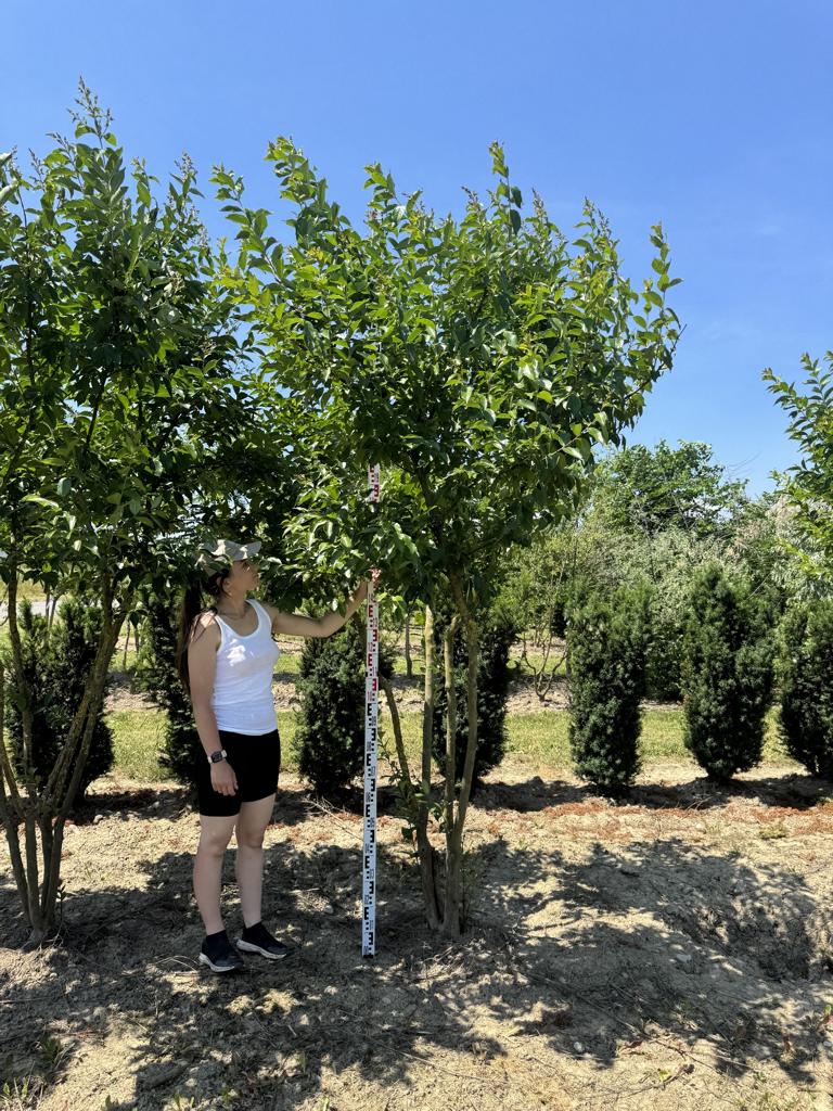 Lagerstroemia 'Natchez'