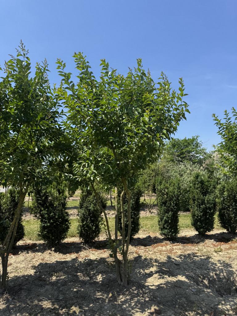 Lagerstroemia 'Natchez'