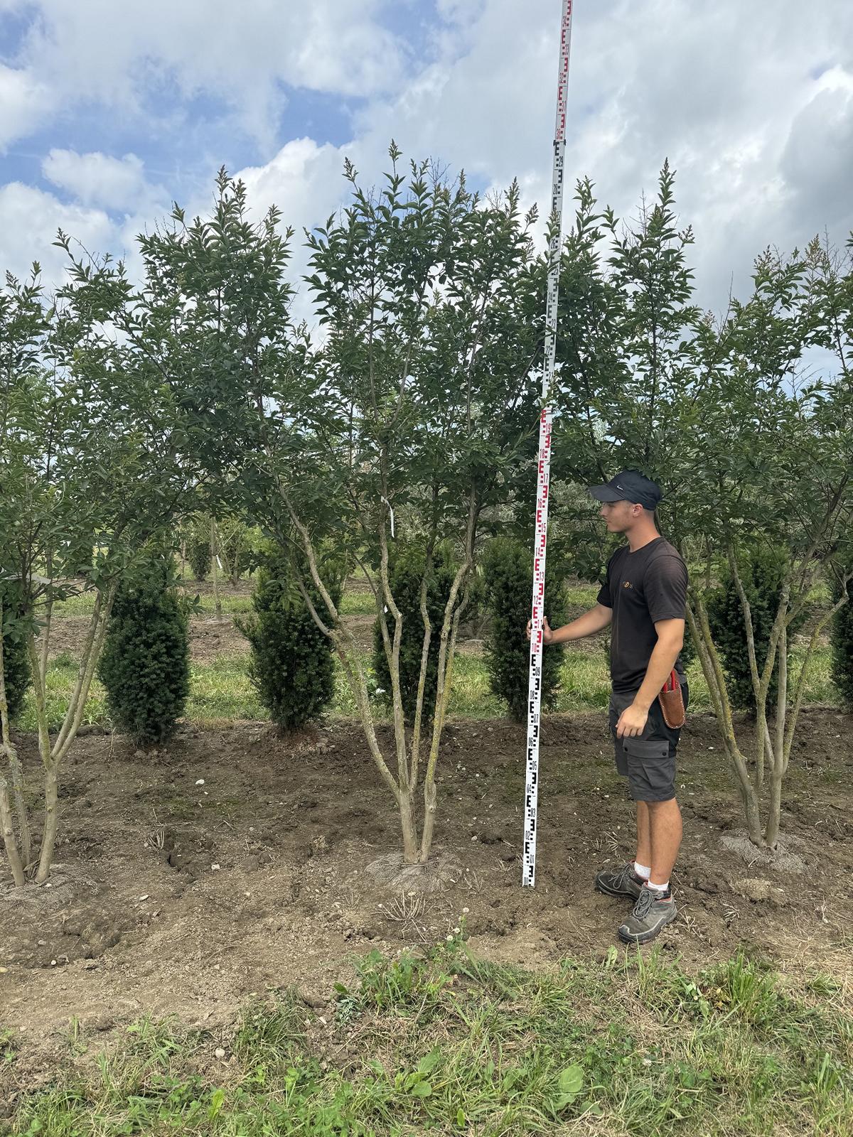 Lagerstroemia 'Natchez'