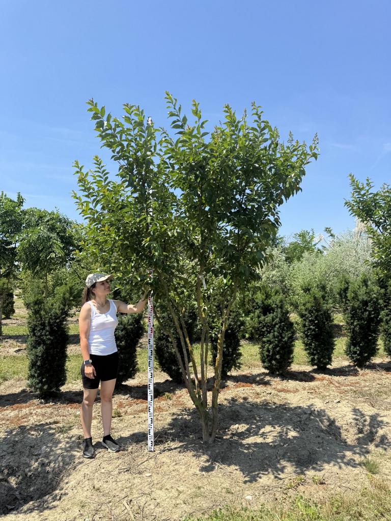 Lagerstroemia 'Natchez'