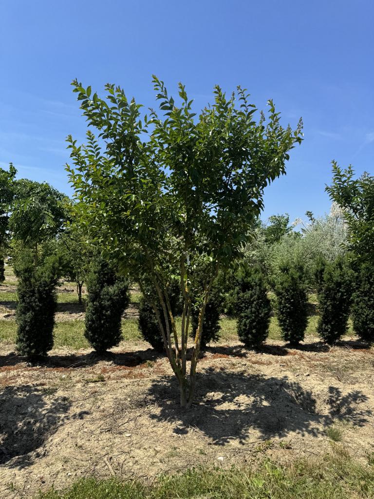 Lagerstroemia 'Natchez'