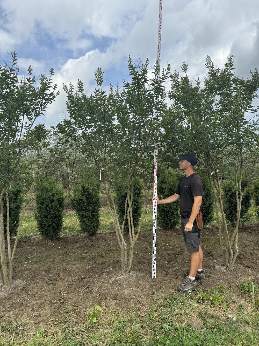 Lagerstroemia 'Natchez'