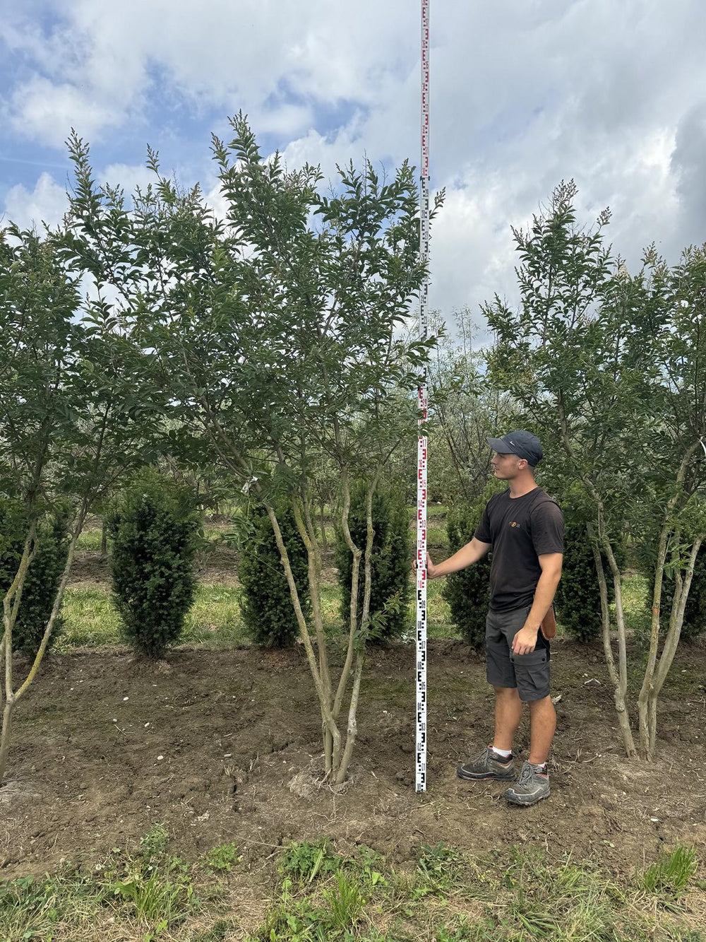 Lagerstroemia 'Natchez'