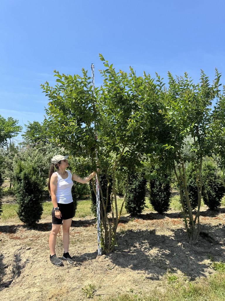 Lagerstroemia 'Natchez'