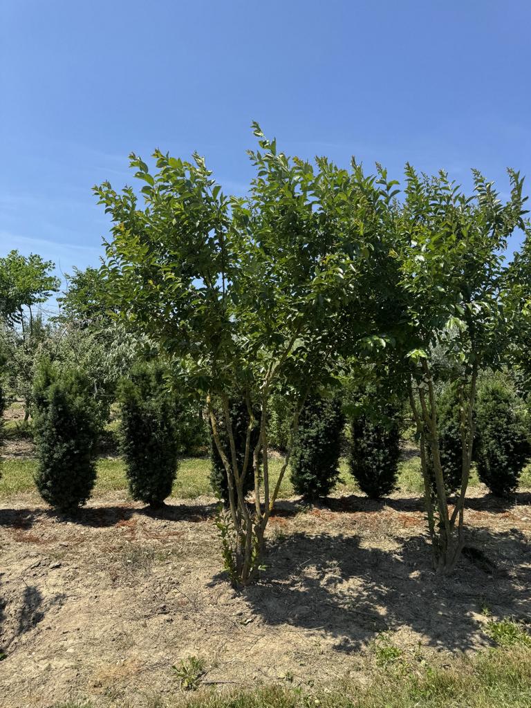 Lagerstroemia 'Natchez'