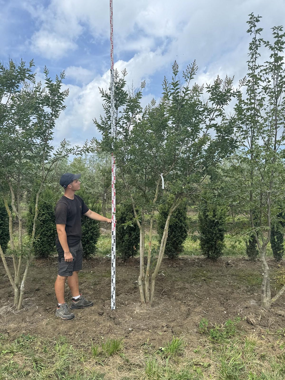 Lagerstroemia 'Natchez'