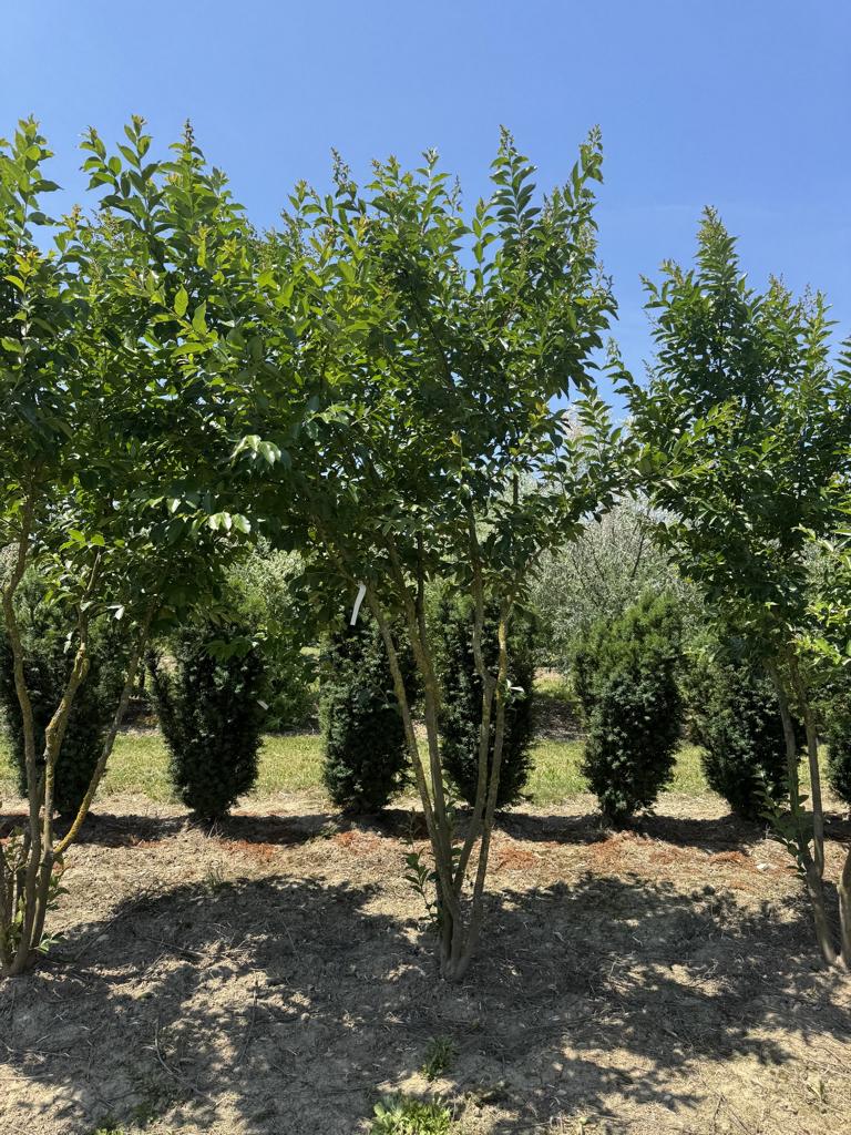 Lagerstroemia 'Natchez'