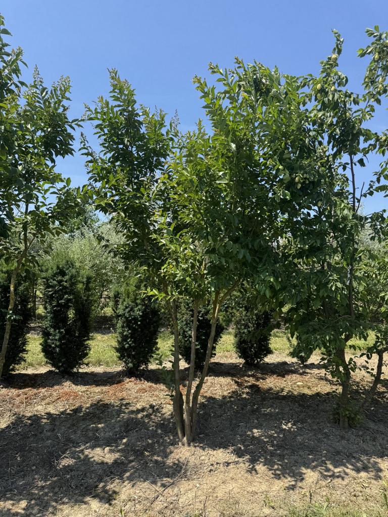 Ostrya carpinifolia