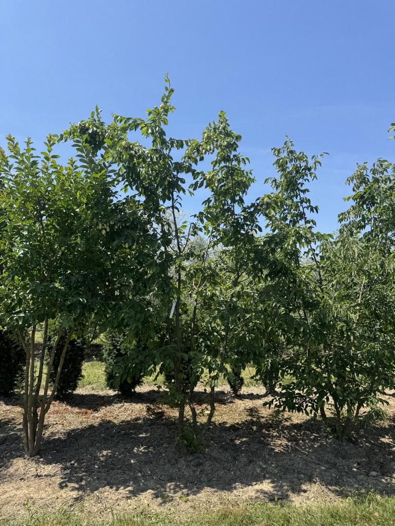 Ostrya carpinifolia