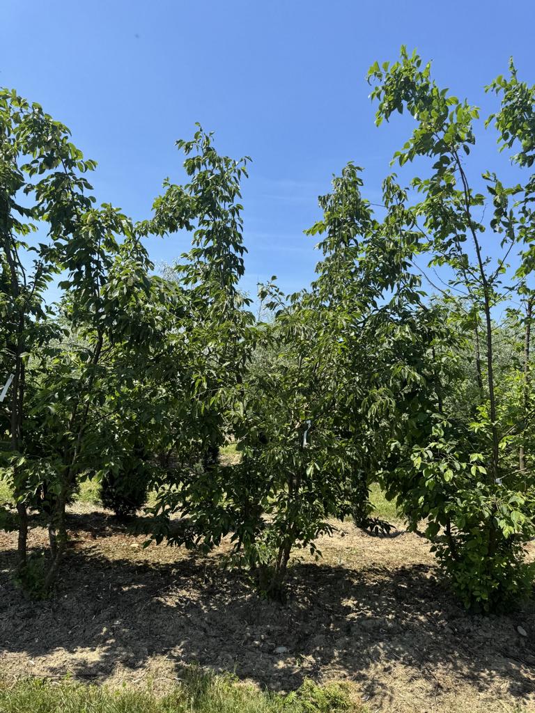 Ostrya carpinifolia