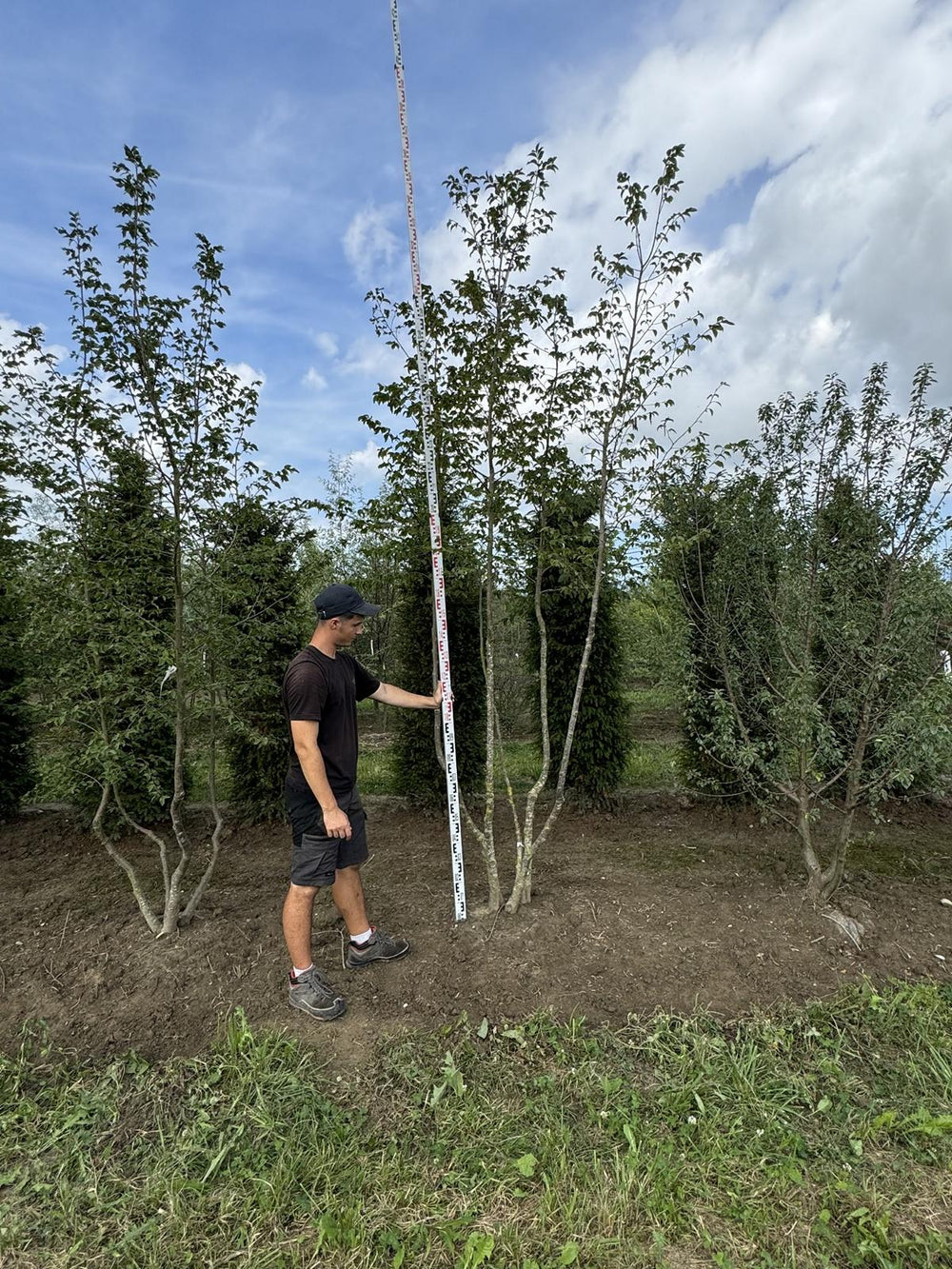 Ostrya carpinifolia