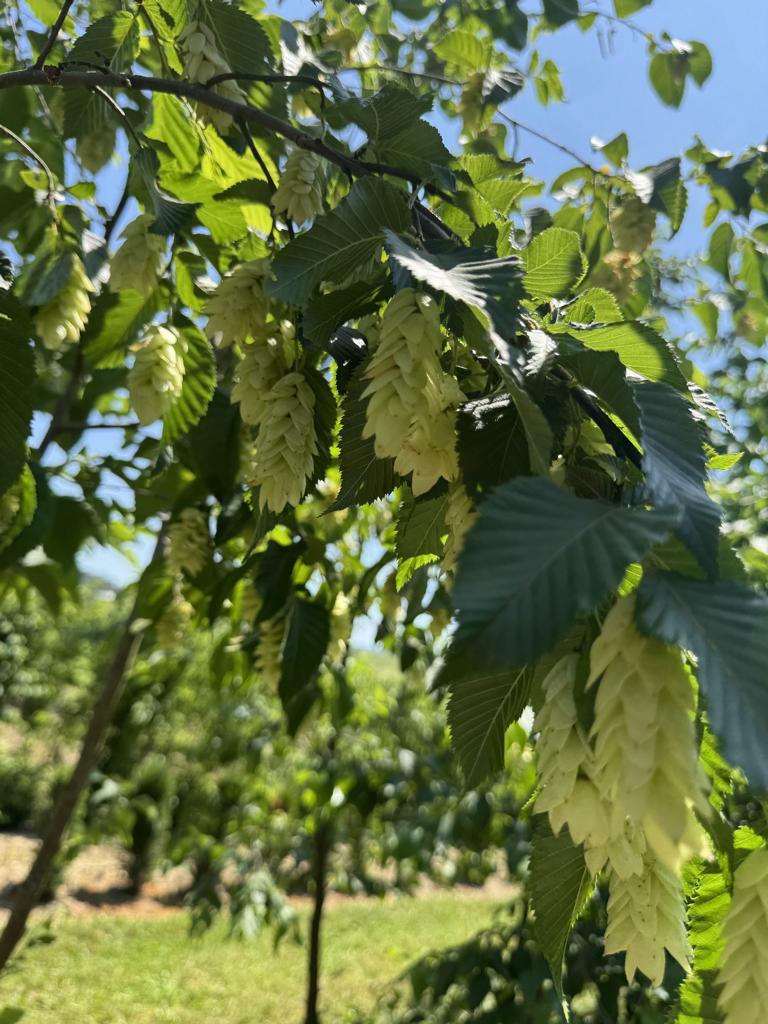Ostrya carpinifolia