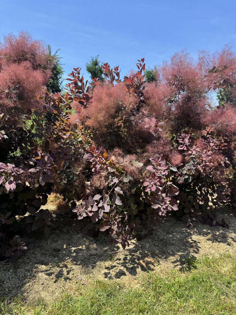 Cotinus 'Grace'