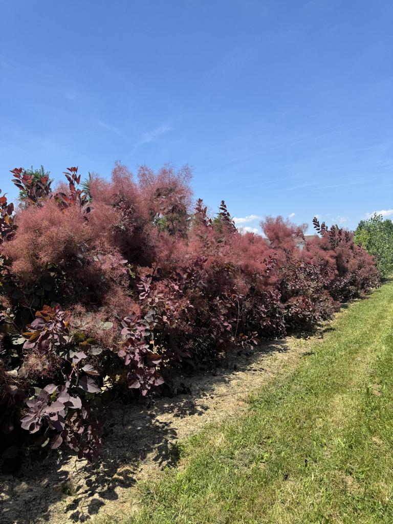 Cotinus 'Grace'