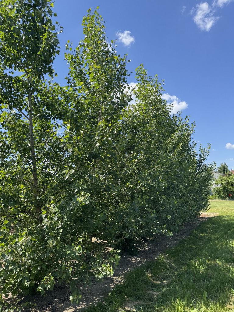 Populus nigra