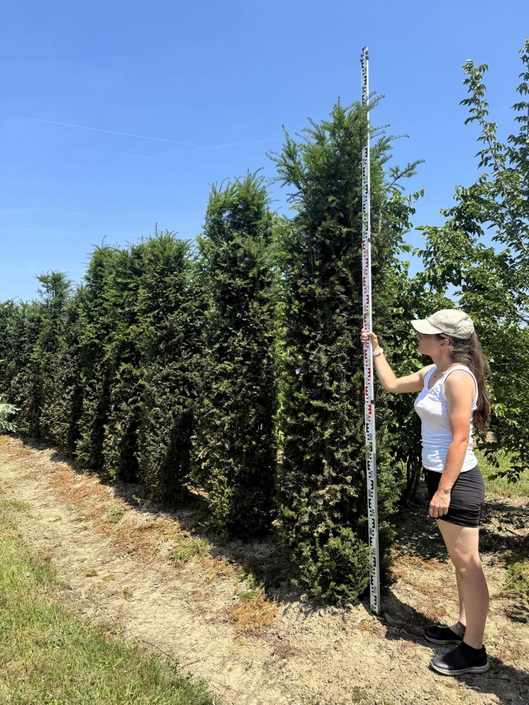Taxus baccata