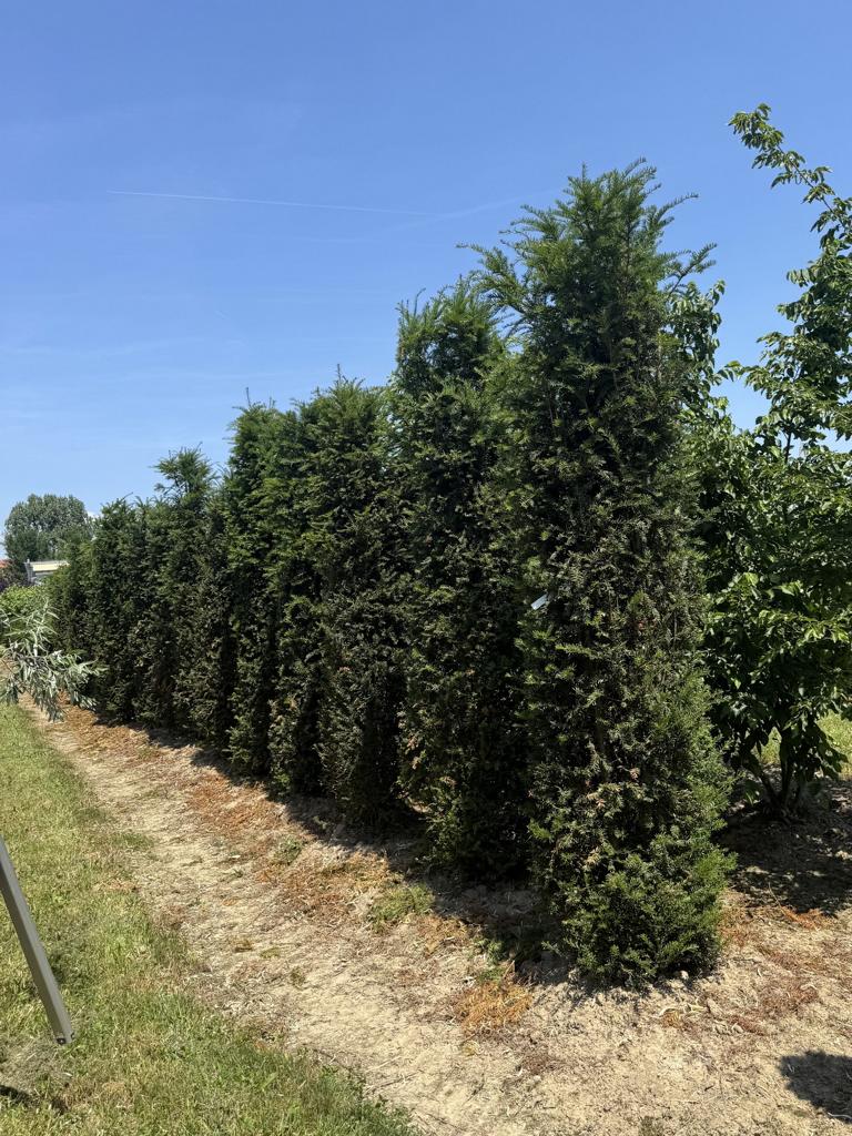 Taxus baccata