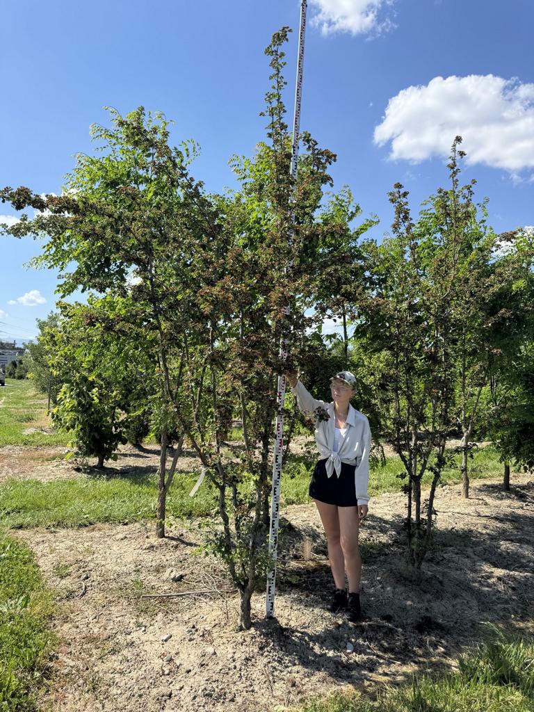 Crataegus media (x) 'Paul's Scarlet'