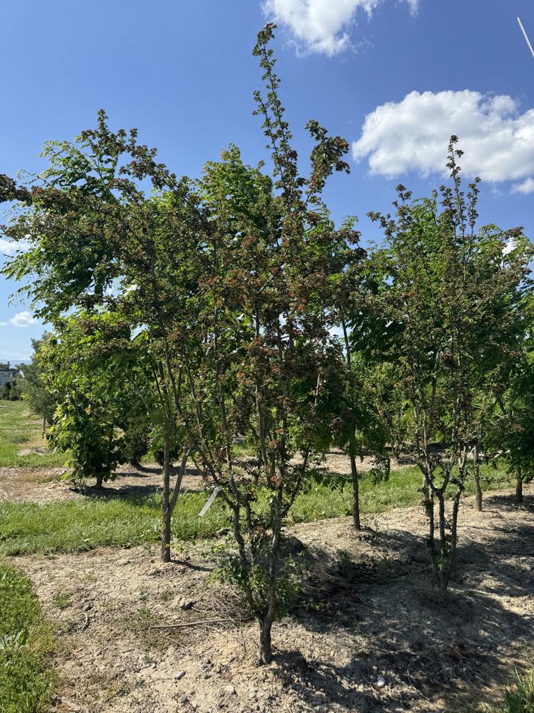 Crataegus media (x) 'Paul's Scarlet'