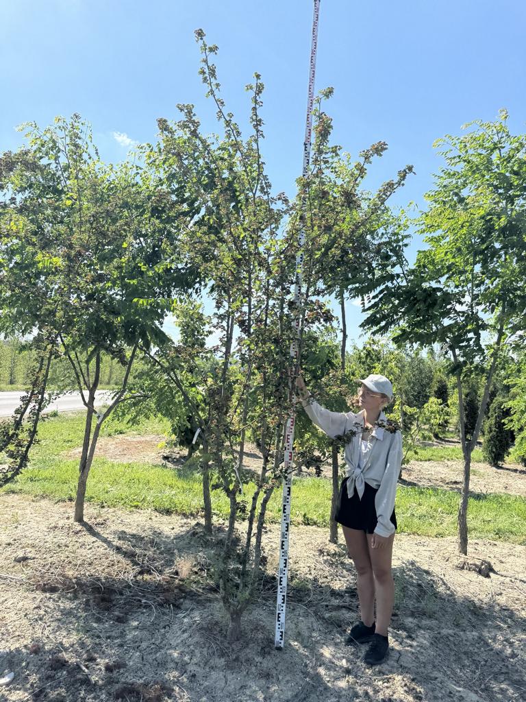 Crataegus media (x) 'Paul's Scarlet'