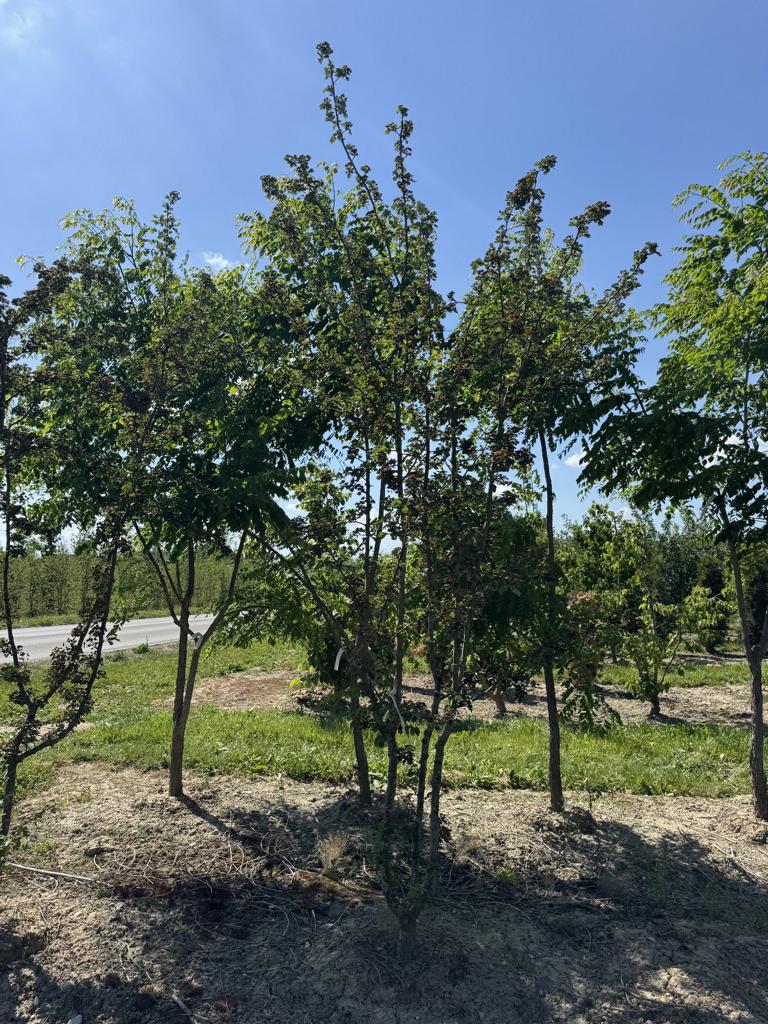 Crataegus media (x) 'Paul's Scarlet'