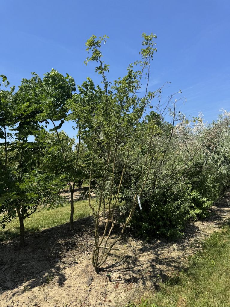 Crataegus media (x) 'Paul's Scarlet'