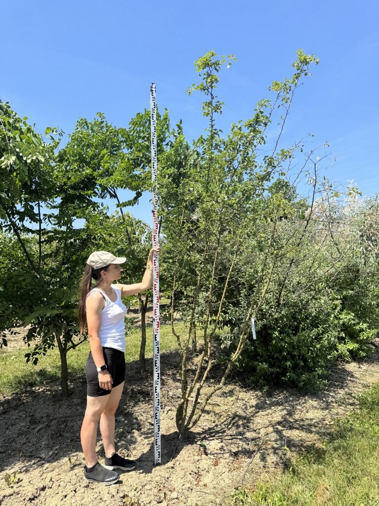 Crataegus media (x) 'Paul's Scarlet'