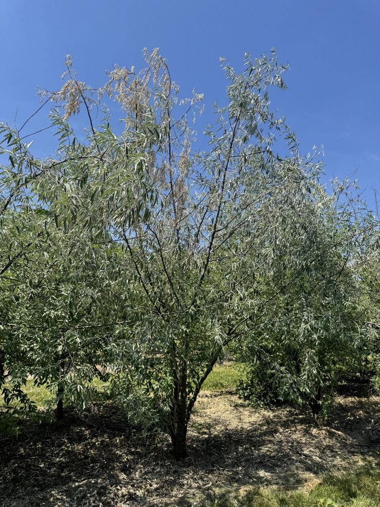 Elaeagnus angustifolia