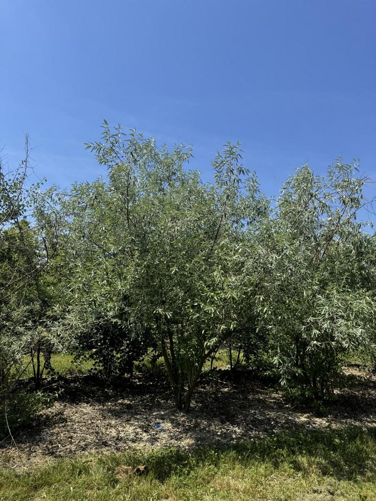 Elaeagnus angustifolia