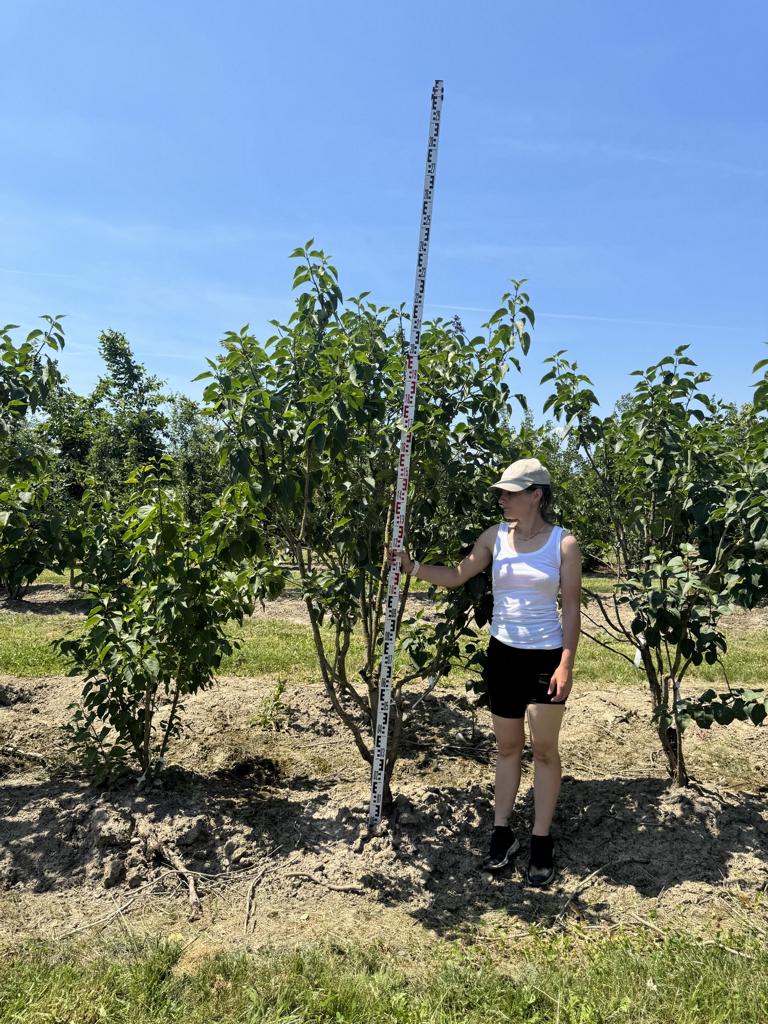 Syringa vulgaris 'Michel Buchner'